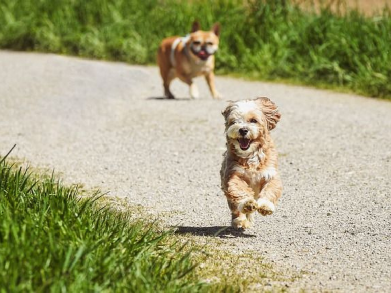 Hunde willkommen in der Strandperle